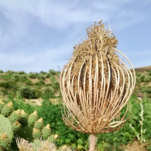 Rivsalt Zahnstocher-Nachfüllpackung Marokkanische Blumen-Zahnstocher, RIV014