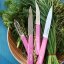 Opinel Les Essentiels N°113 serrated paring knife 10 cm, pink, 002036